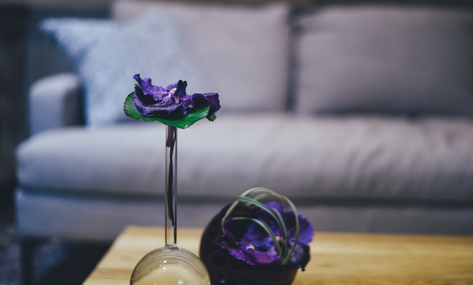 purple flowers in front of a grey sofa